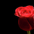 Red rose flower isolated on black background