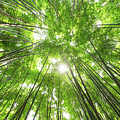 Bamboo forest against sun in China