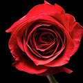 Red rose flower isolated on black background